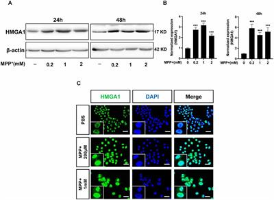 HMGA1 Induction of miR-103/107 Forms a Negative Feedback Loop to Regulate Autophagy in MPTP Model of Parkinson’s Disease